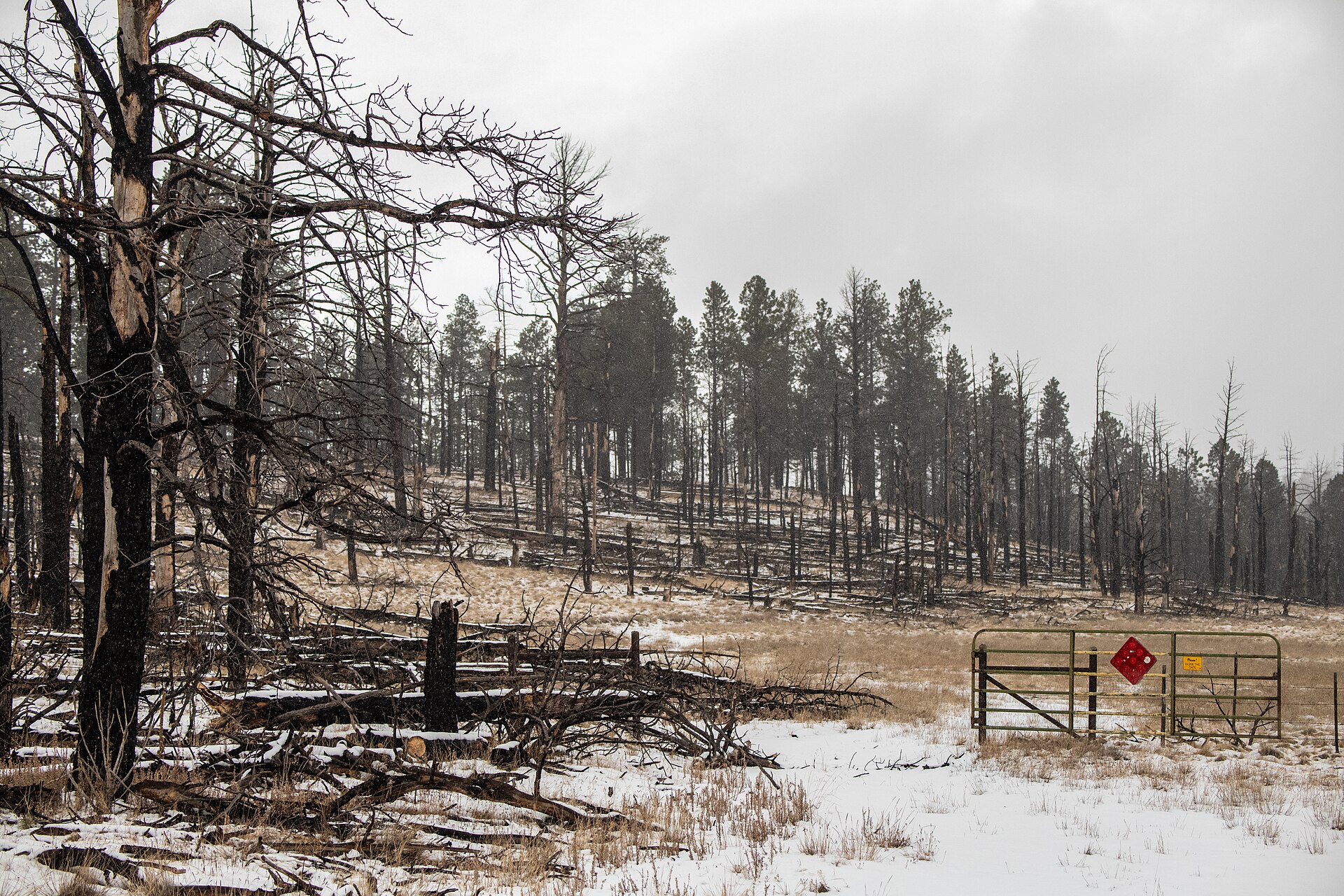 Apache-Sitgreaves National Forest — Travis Walton was working with six other loggers in this drainage on the night of 5 November 1975 when, by his and their account, a hovering disc struck him with a beam of light. He was missing for five days; the six crewmen passed polygraph tests on what they witnessed.