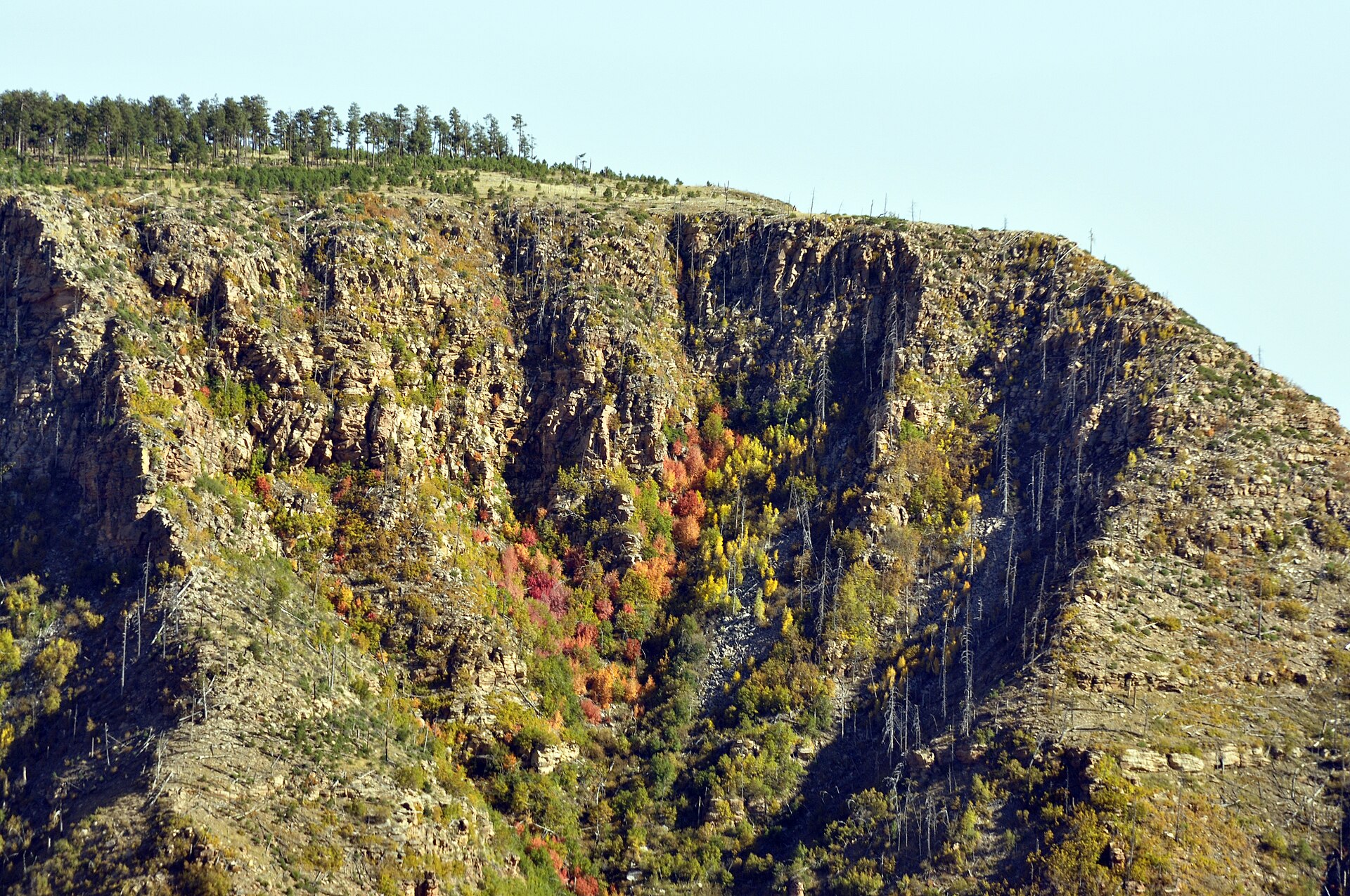 The Mogollon Rim east of the Walton site — the geological escarpment that defines the southern boundary of the Colorado Plateau in Arizona. The crew was thinning timber along the rim's edge under a US Forest Service contract.