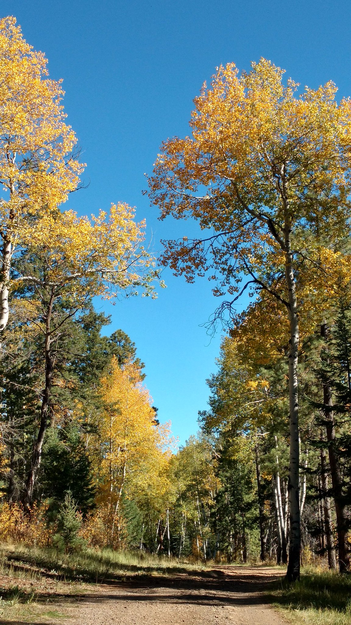Apache–Sitgreaves National Forest, Arizona